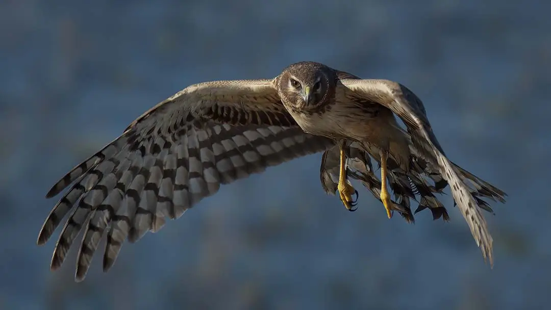 Harrier Hawk